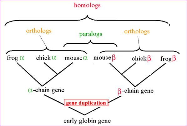 Orthologs