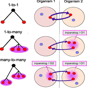 diagramorth