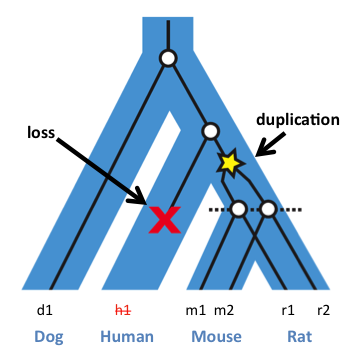 orthologsloss