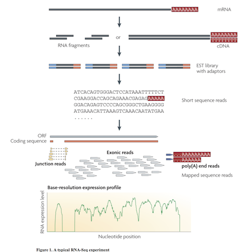 RNAseq_schema