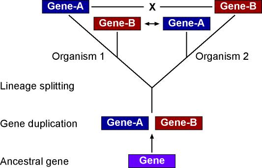 orthologs