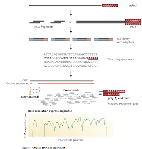 RNA Seq RNAseq_schema