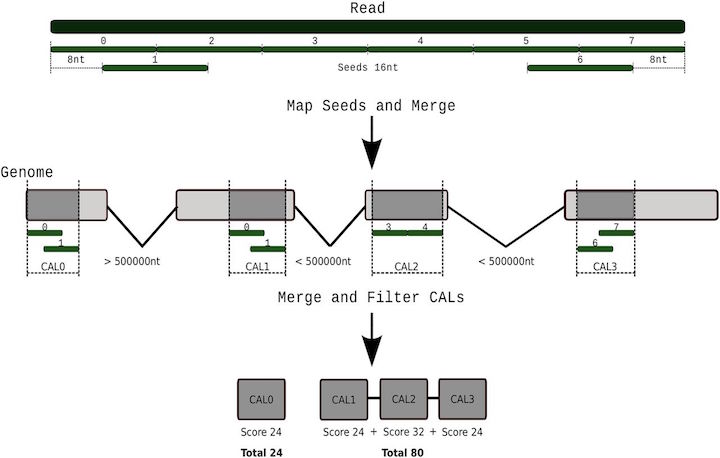 Spliced alignment SpliceAlign