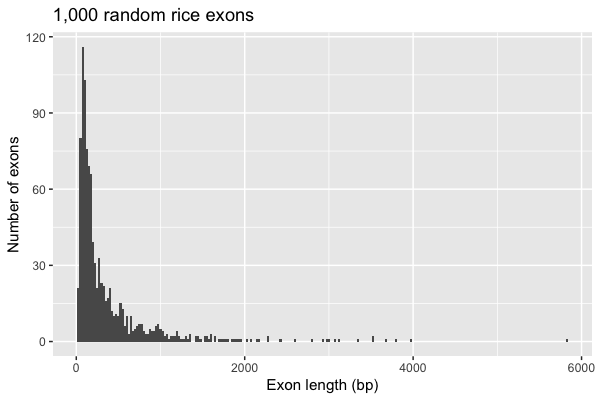 Histogram of rice exon lengths with 25 bp bins